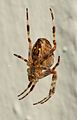 Cross Spider