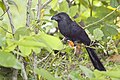 Crotophaga sulcirostris (cat.)