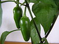 Capsicum annuum