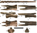 Thumbnail for File:Qiupalong CMN 8902 caudal vertebrae.png