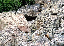 camoflauged at Cedar Breaks National Monument