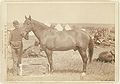 "Comanche," the only survivor of the Custer Massacre, 1876. History of the horse and regimental orders of the [7]th Cavalry as to the care of "Comanche" as long as he shall live (1887, LC-DIG-ppmsc-02554)