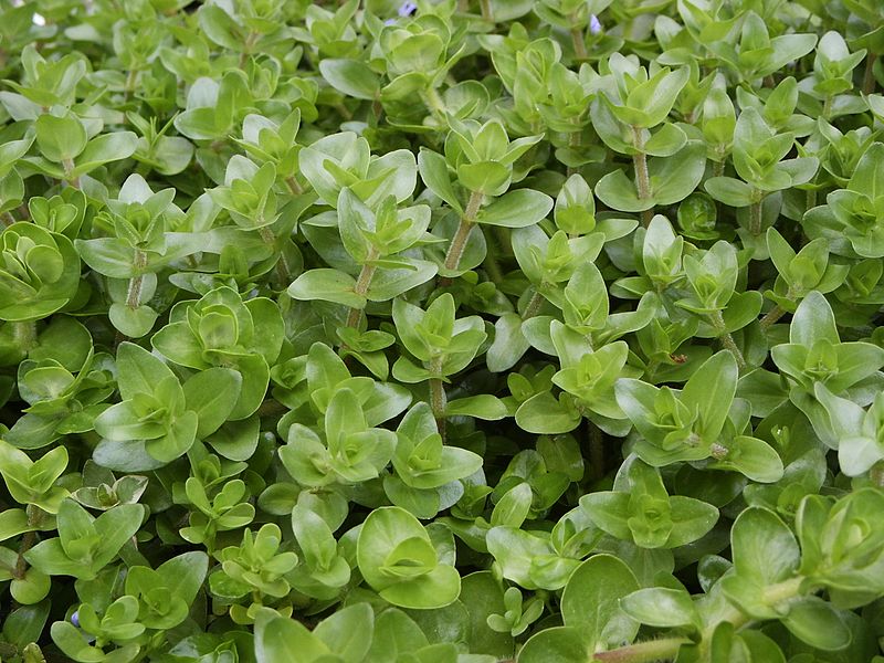 File:Bacopa amplexicaulis Water hyssop as aquarium plant.jpg