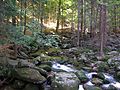 Karkonosze Forest