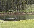 Swimming bison