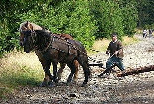 Log-rolling in Śnieżnik Mountains, Sudetes, Poland