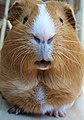 Guinea pig