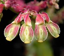 10.8.15 Wolfsmilch Euphorbia spectabilis