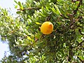 Foliage, mature fruit; Essaouira, Morocco