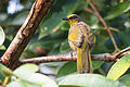 Pycnonotus finlaysoni, stripe-throated bulbul - Khao Yai National Park