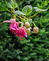 Fuchsia 'Rose of Denmark'.