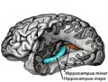 1800s diagram focused on hippocampus