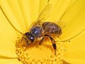 Bee gathering pollen