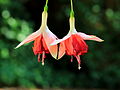 Fuchsia 'Bicentennial'.