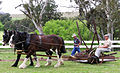 Category:Australian Draught Horse