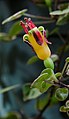 Fuchsia procumbens var. argentus.