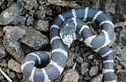 California Kingsnake