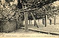 Le figuier de Roscoff vers 1910 (carte postale ND Photo).