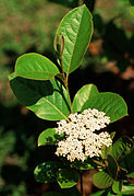 Viburnum nudum