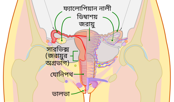 File:Scheme female reproductive system-bn.svg