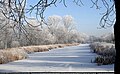 The same pool in the Delftse Hout in winter.