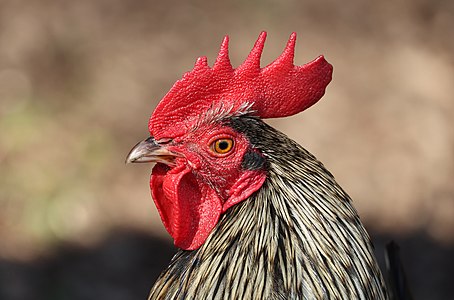 Rooster portrait, France