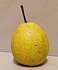 Thumbnail for File:Image of a Rocha pear.jpg