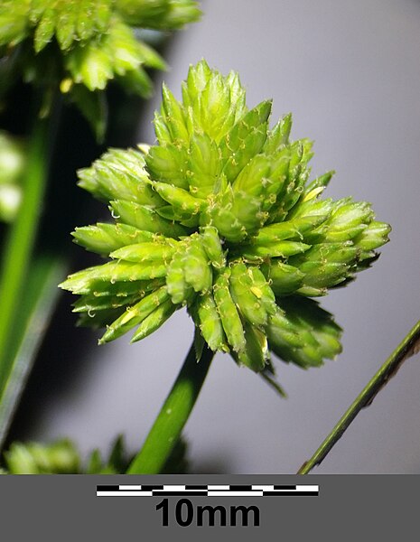 File:Cyperus eragrostis sl42.jpg