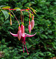 Fuchsia 'Bea Wolfswinkel'.