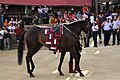 Istriceddu, Civetta's barbero (horse), during the Corteo Storico of the Palio of August 16th 2009