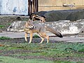 Male kit fox