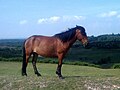 New Forest Pony (cat)