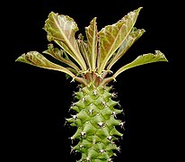 17.7.15 Wolfsmilch Euphorbia spinulosa