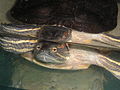 Trachemys decussata