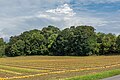 English: Field with harvested pumpkins Deutsch: Acker mit geernteten Kürbissen