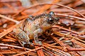 Raorchestes parvulus, Dwarf bush frog (female) - Phu Kradueng National Park