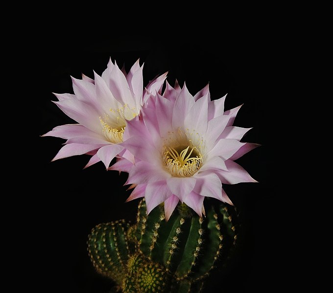 File:Echinopsis oxygona flowers bloom 03.jpg