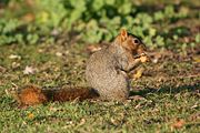 Fox Squirrel