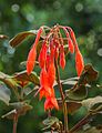 Fuchsia 'Göttingen'.