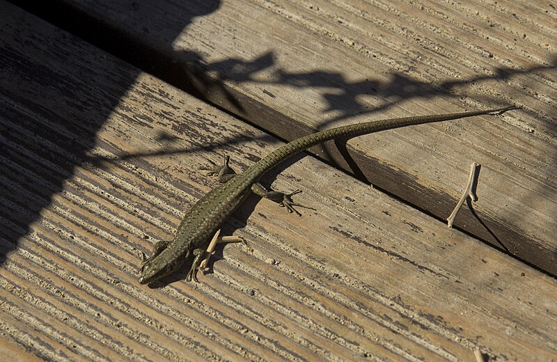 File:Lizard (32967560821).jpg