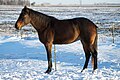 Standardbred horse (cat)