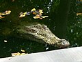 Nacaome, Plaza Central, piscina del uno de los cocodrilos