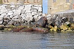 Thumbnail for File:Old steel cannons - geograph.org.uk - 1858855.jpg