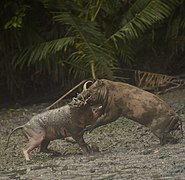 Babirusa berkelahi