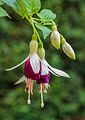 Fuchsia 'Hermina'.