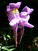 Linaria triornithophora