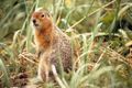 Spermophilus parryii Artic Ground Squirrel