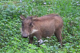 27.6.15 Warzenschwein