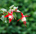 Fuchsia 'Twinny'.