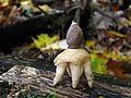 Geastrum quadrifidum